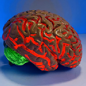 Brain Model